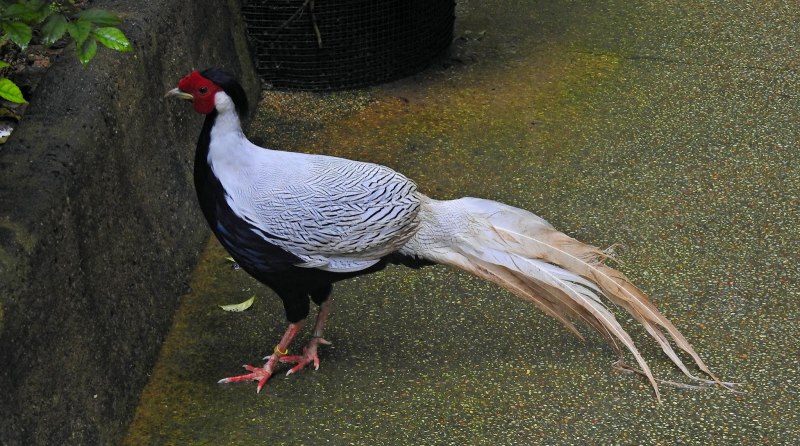 Silver Pheasant