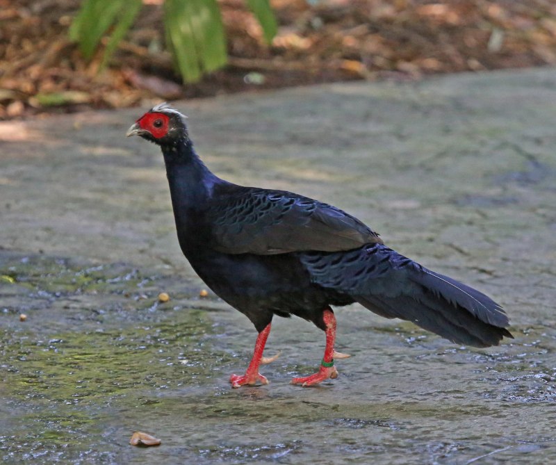 Вилохвостая лофура (Lophura erythrophthalma)