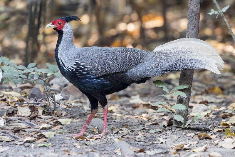 Вилохвостая лофура (Lophura erythrophthalma)