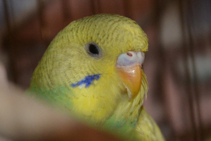 Цвет восковицы у волнистых попугаев самцов (72 фото)