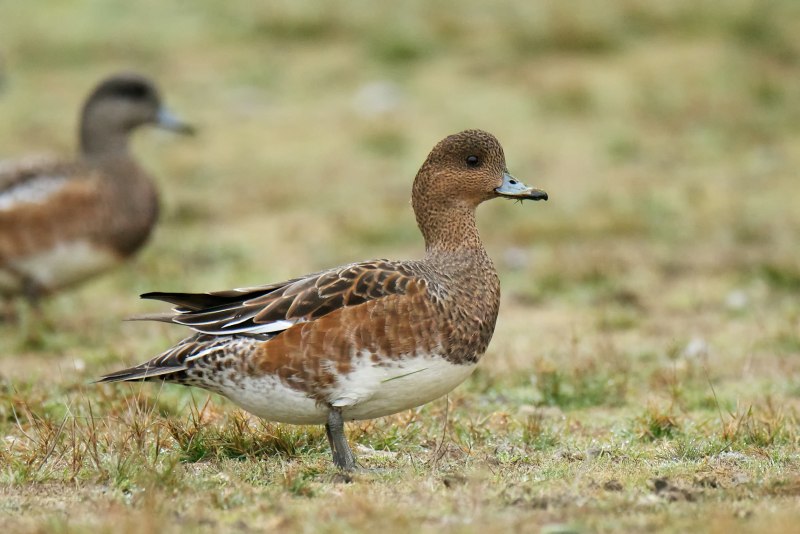 Свиязь (Mareca Penelope)