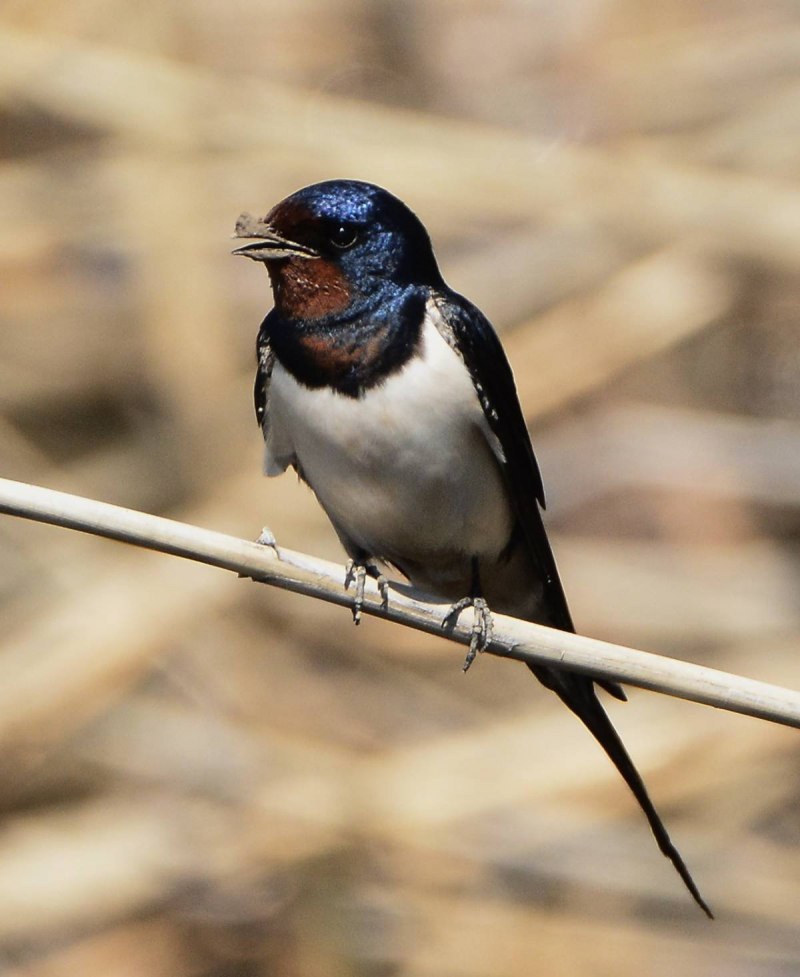 Деревенская Ласточка – Hirundo Rustica