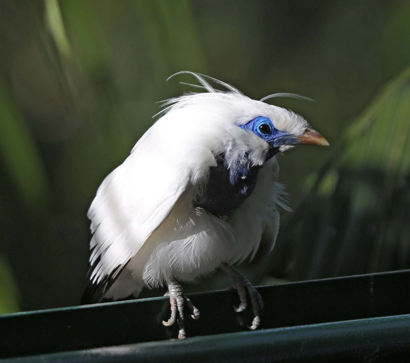 Leucopsar rothschildi
