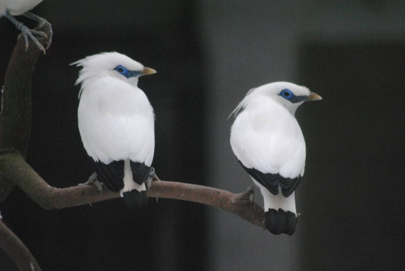 Leucopsar rothschildi