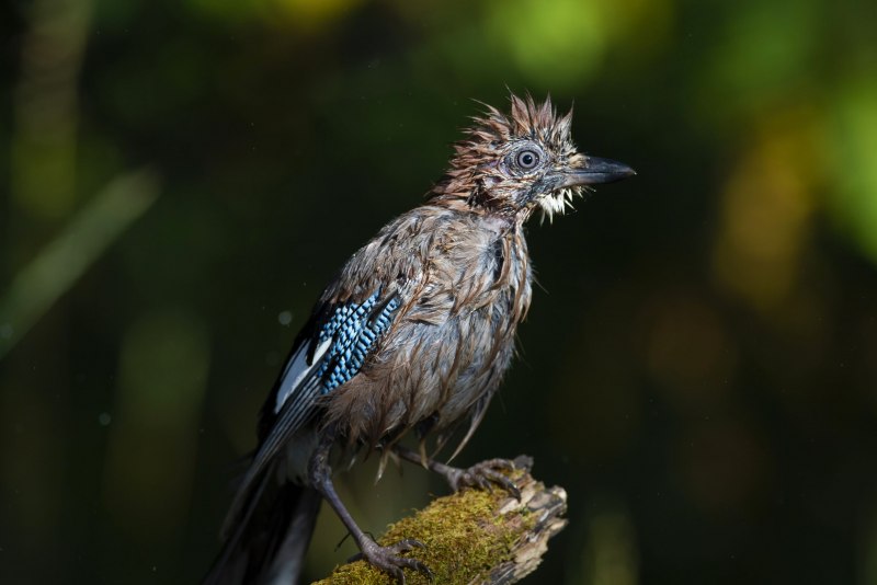 Leucopsar rothschildi