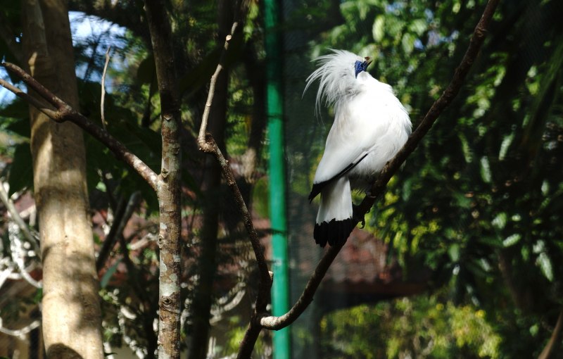 Leucopsar rothschildi