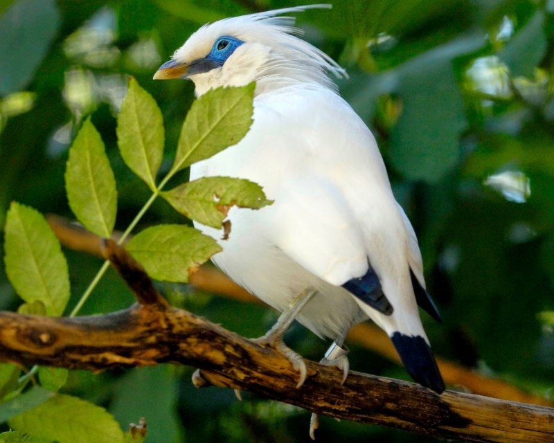 Leucopsar rothschildi