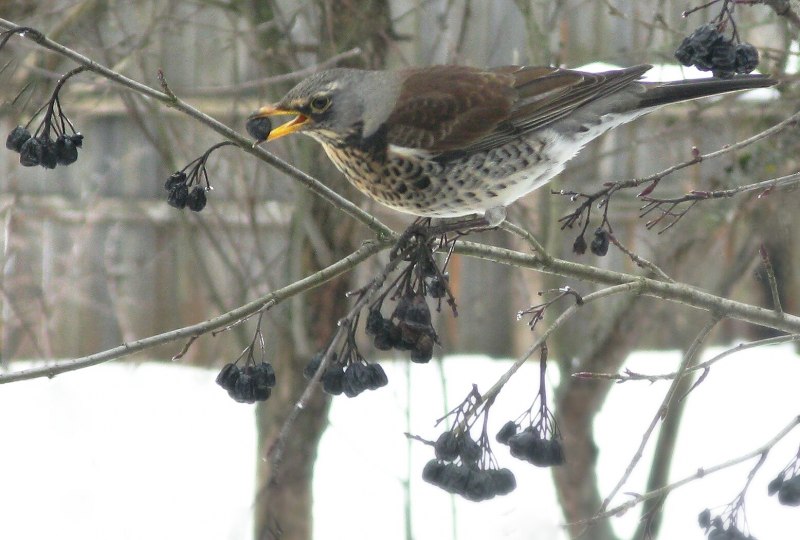 Дрозд рябинник птица зимой (33 фото)