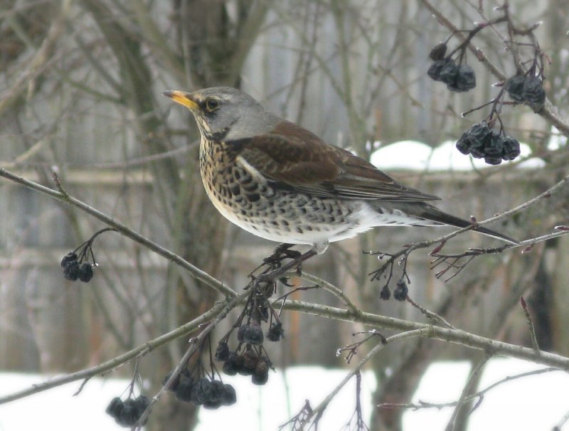 Рябинник (turdus pilaris