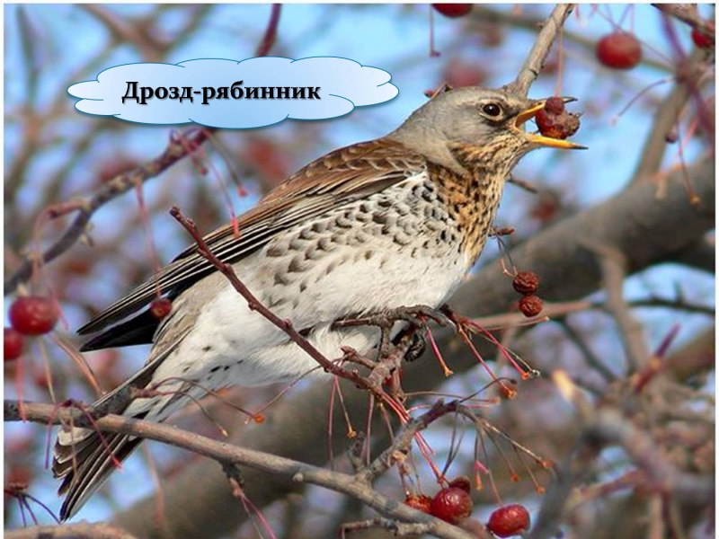 Дрозд рябинник фото птицы