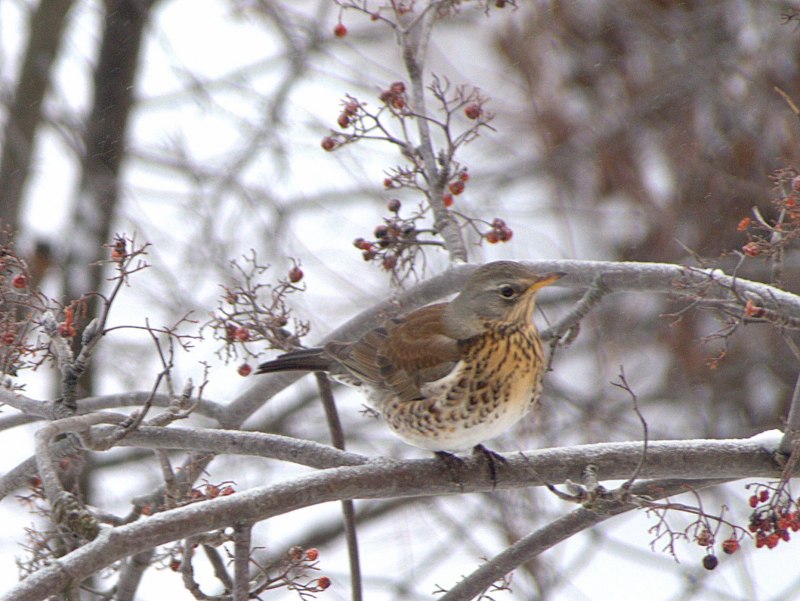 Дрозд-рябинник (turdus pilaris)