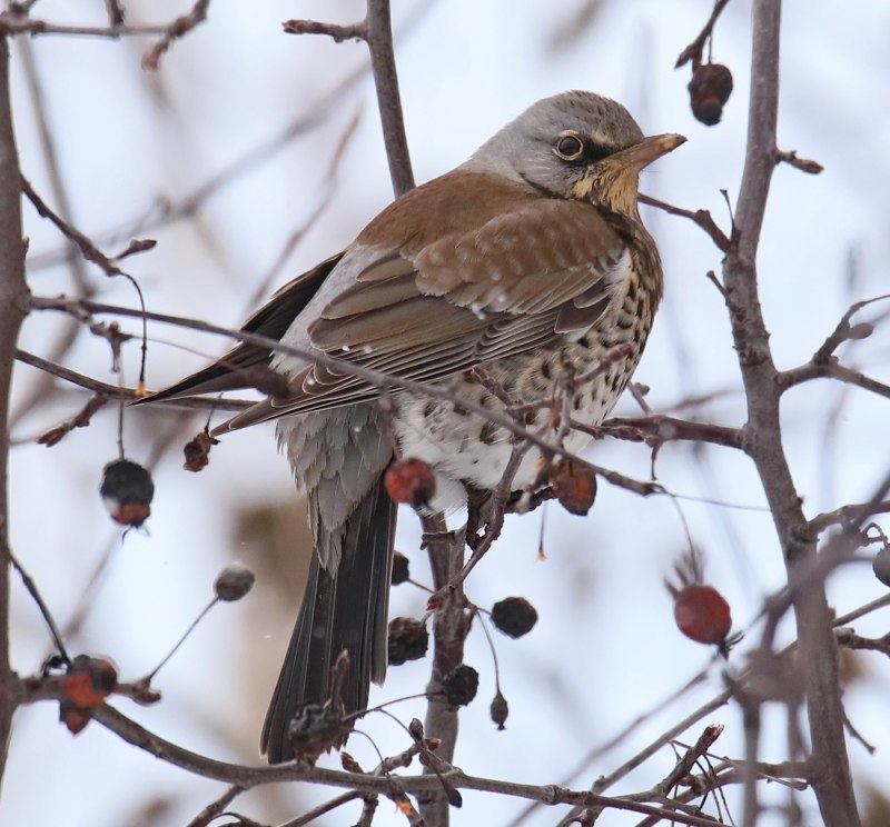 Дрозд-рябинник (turdus pilaris)