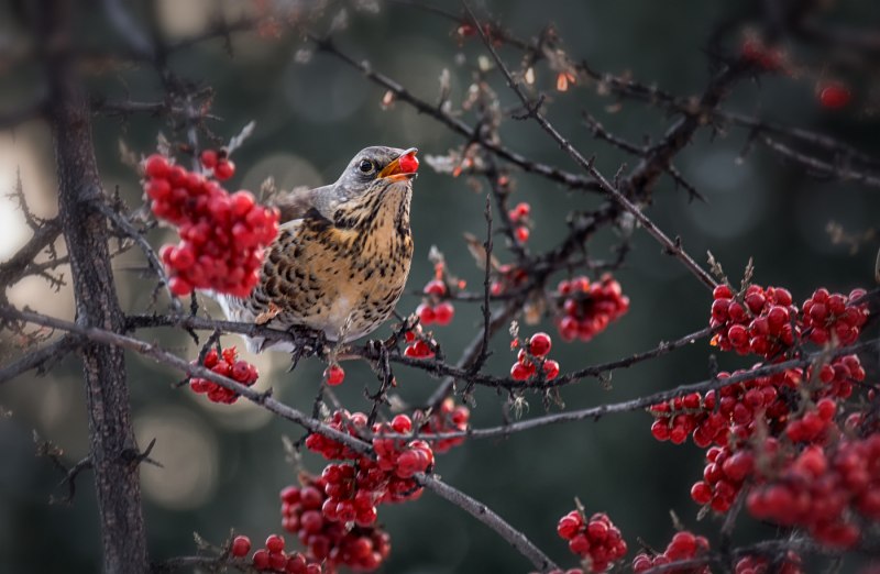 Дрозд-рябинник (turdus pilaris)