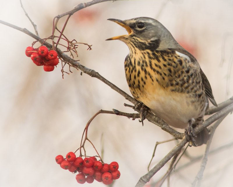 Рябинник (turdus pilaris