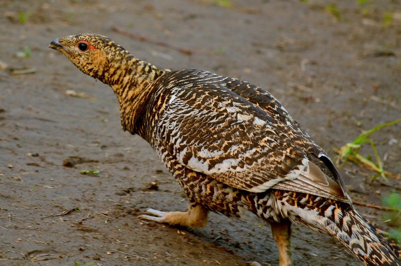 Чернобрюхий Глухарь Tetrao urogallus Major