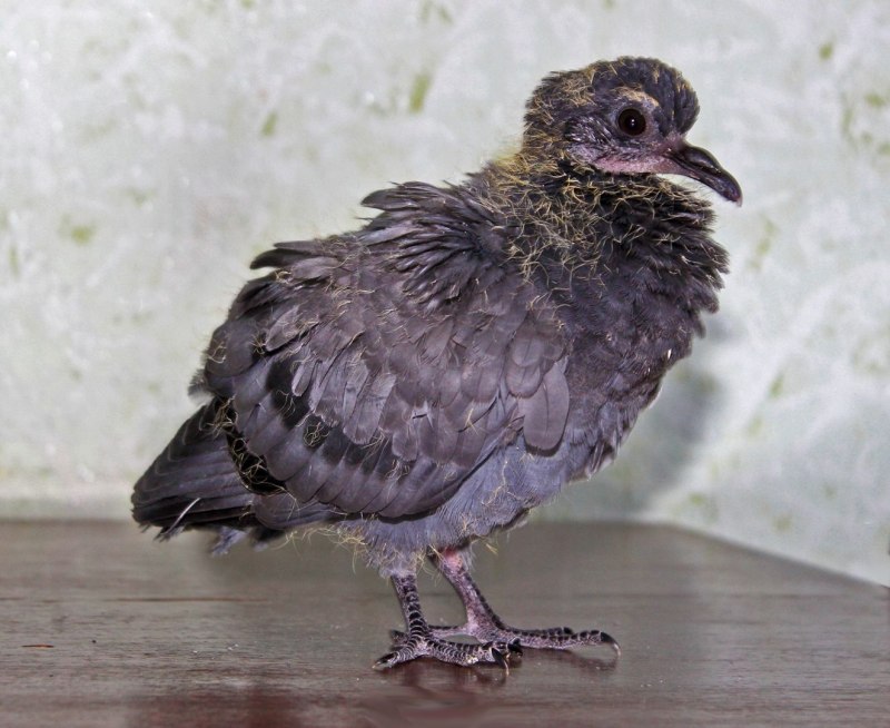 Outrageous Pigeon