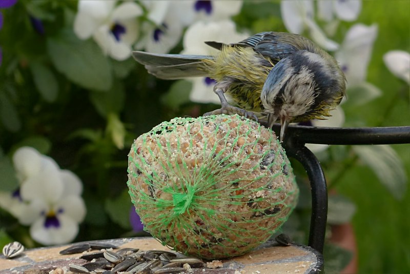 Hummingbird Garden Roza