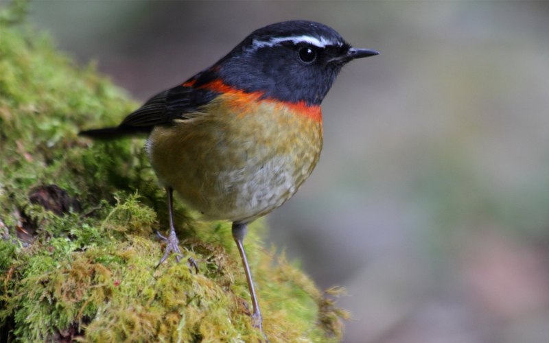Red Bird Ярославль