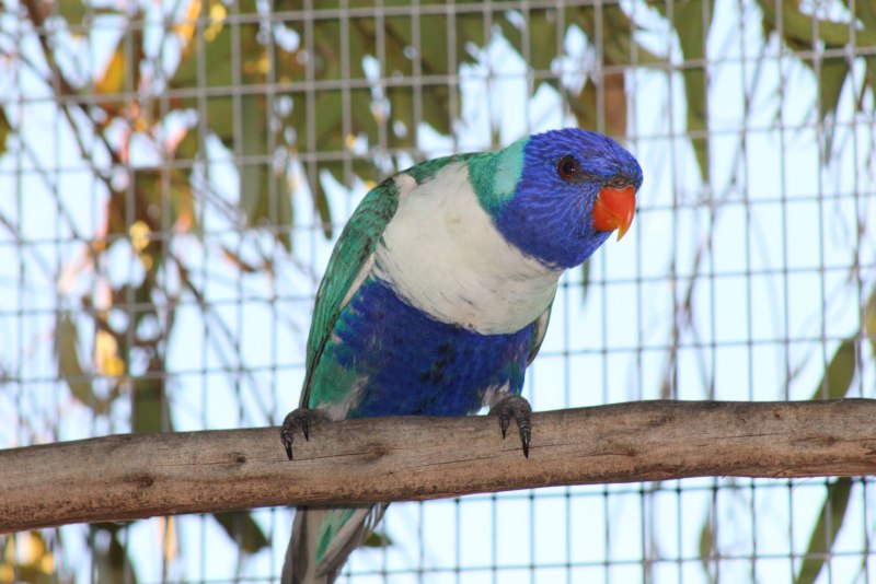 Myiopsitta monachus