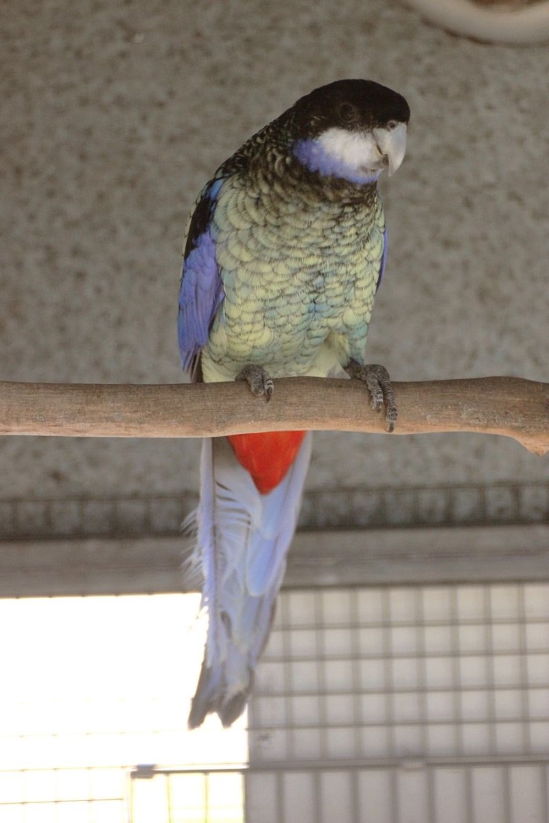 Barnardius zonarius macgillivrayi