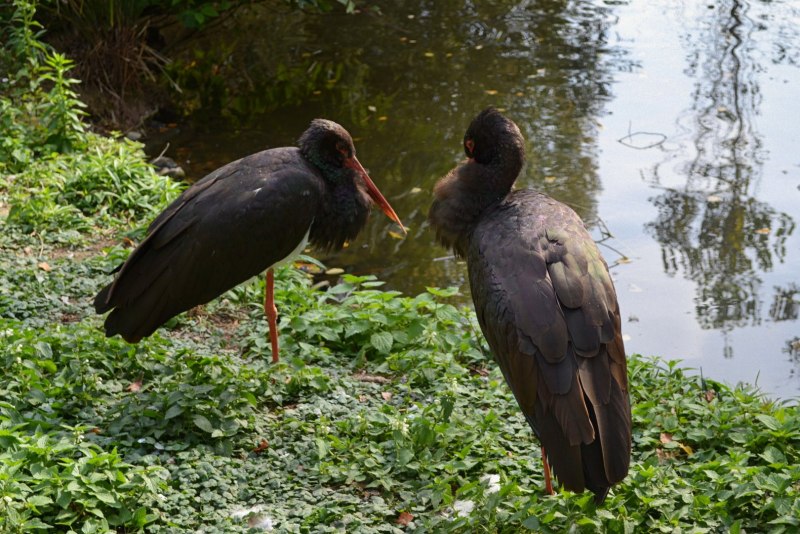 Черный Аист (Ciconia nigra)