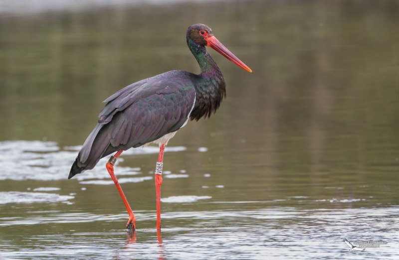 Black Stork черный Аист