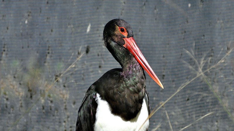 Чёрный Аист (лат. Ciconia nigra
