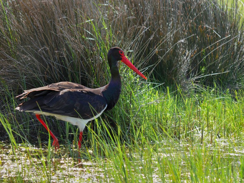 Black Stork черный Аист