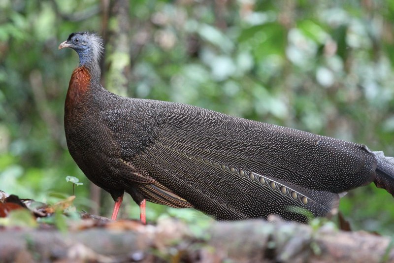 Фазан Аргус argusianus Argus