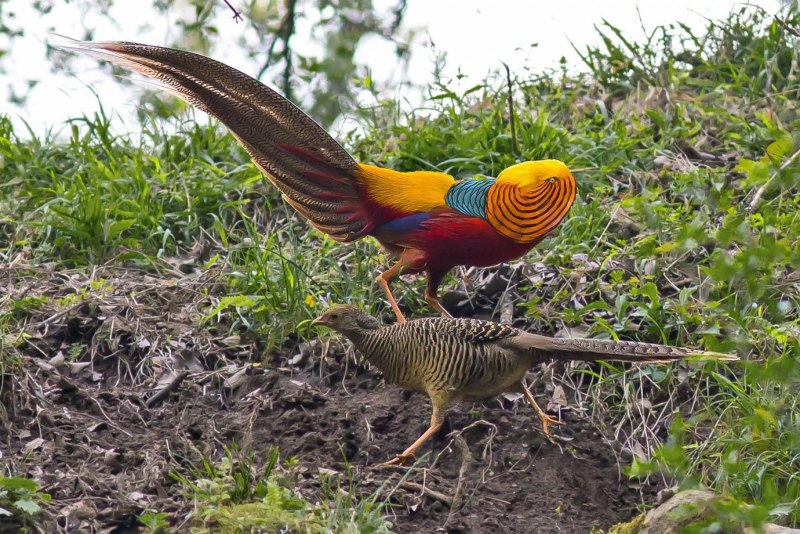 Зелёный фазан / Phasianus versicolor