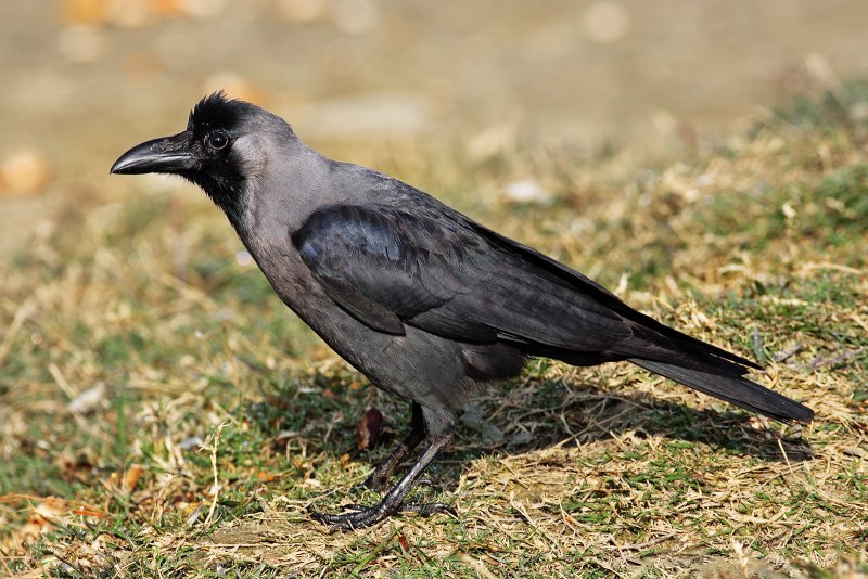 Блестящий ворон Corvus splendens