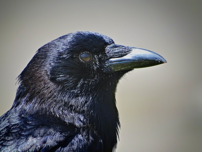 Домовая ворона Corvus splendens