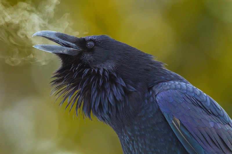 Raven Crow разница