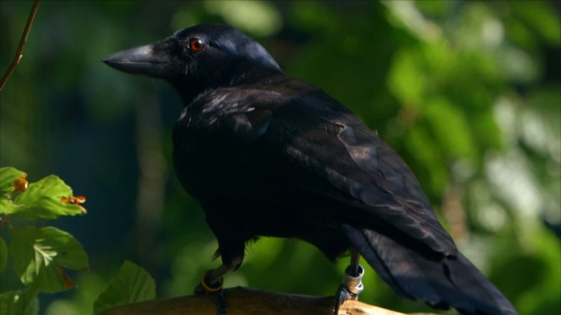 Домовая ворона Corvus splendens