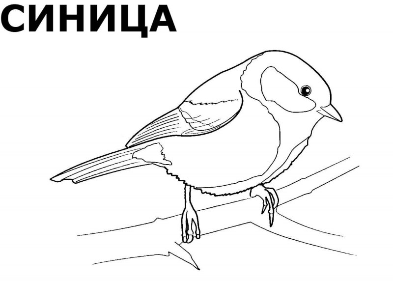 Синица зима