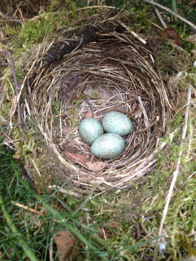 Turdus philomelos яйца