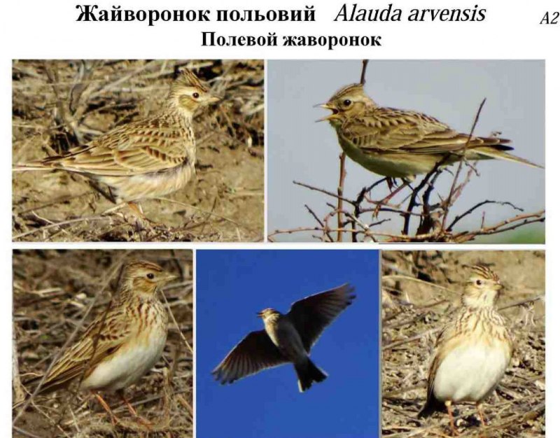 Полевой Жаворонок фото окружающий мир