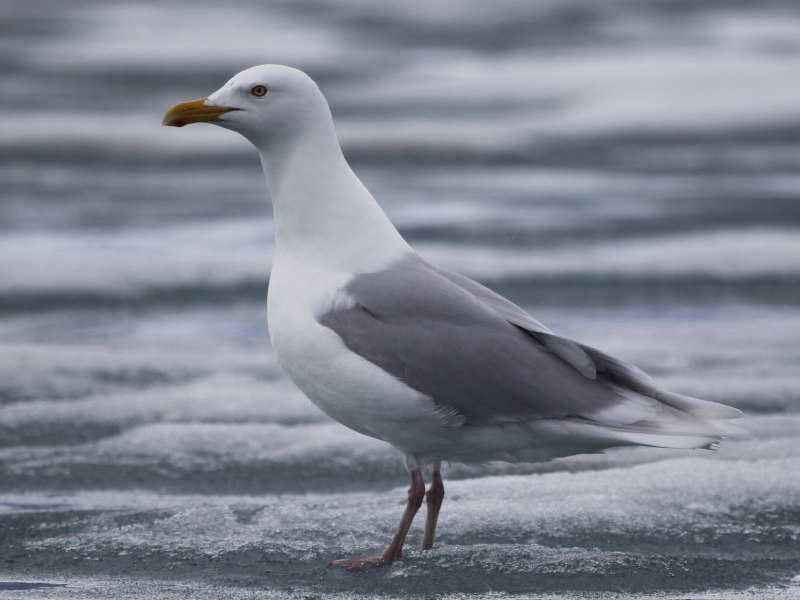 Бургомистр (Larus hyperboreus)