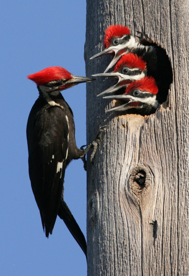 Woodpecker c-7ca52