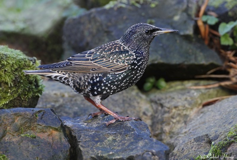 Камбоджийский скворец (Sturnus burmannicus)