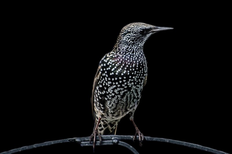 The Starling 2021 Netflix скворец