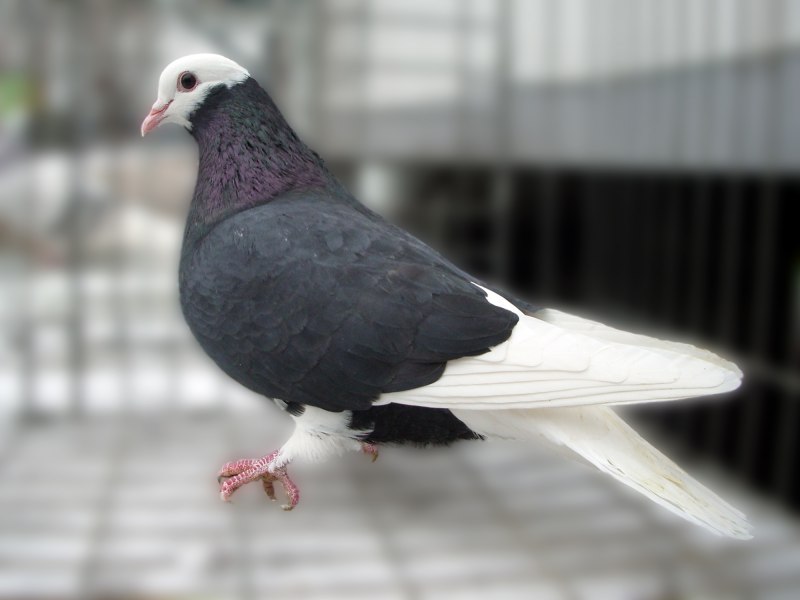 Высоколетные голуби (47 фото)
