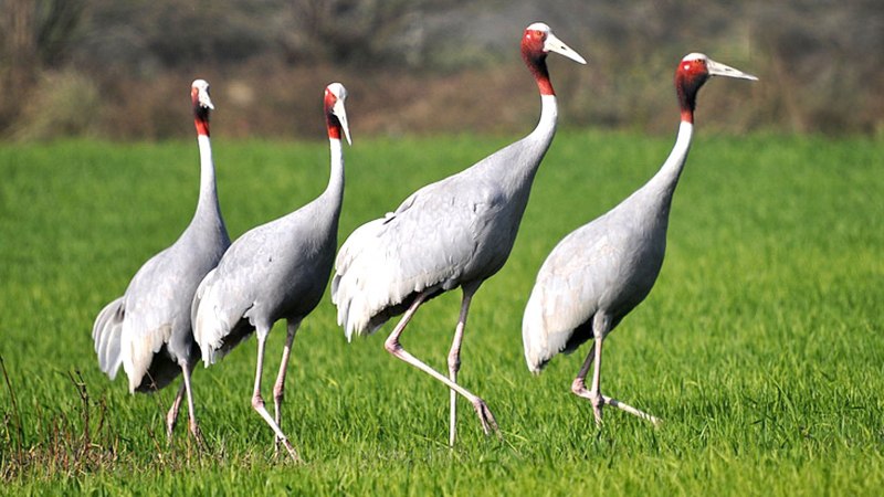 Японский (Уссурийский) журавль Grus japonensis