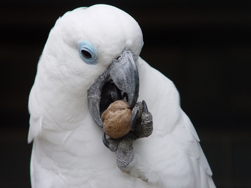 Cacatua ophthalmica