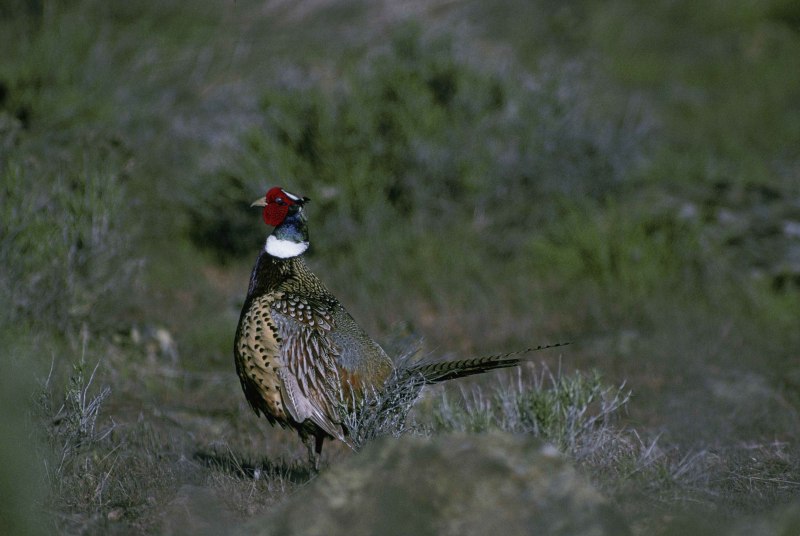 Polyplectron malacense