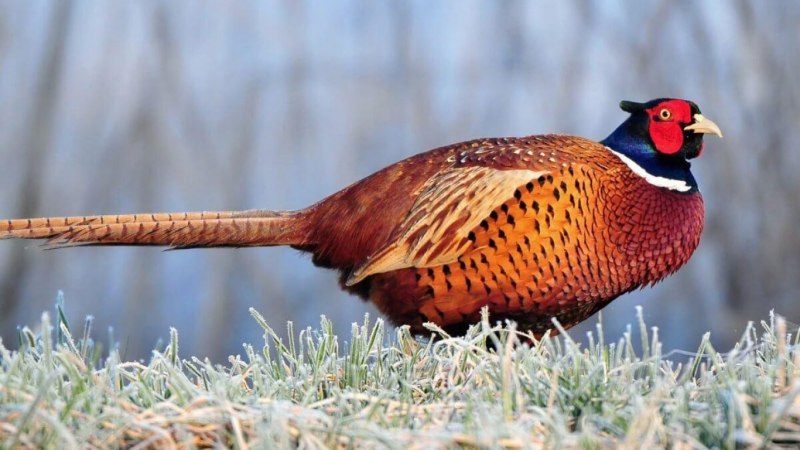Предкавказский фазан (Phasianus colchicus septentrionalis)