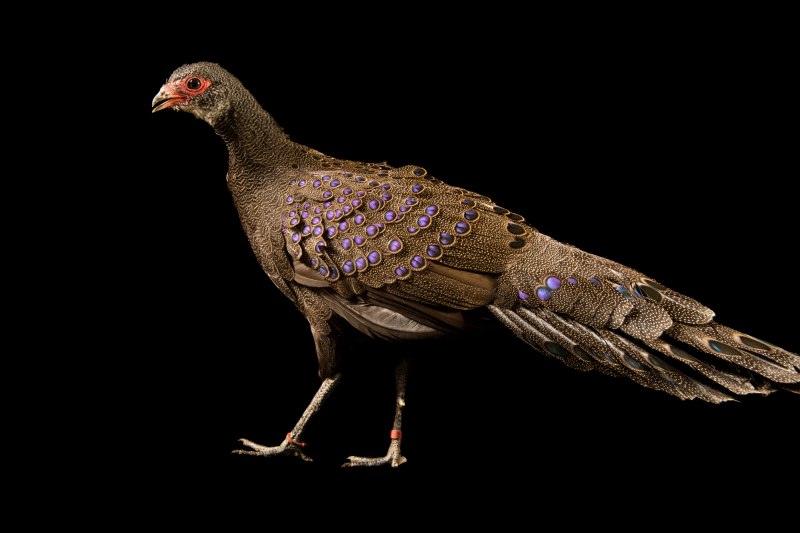 The common Pheasant (Phasianus colchicus)
