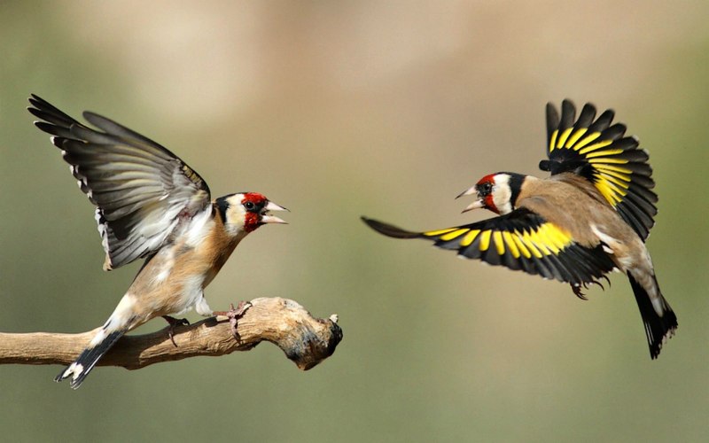 Carduelis Spinus