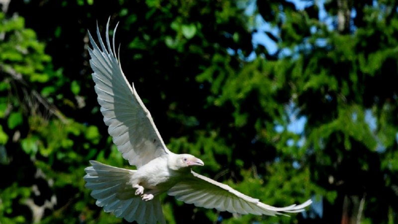 Albino Raven