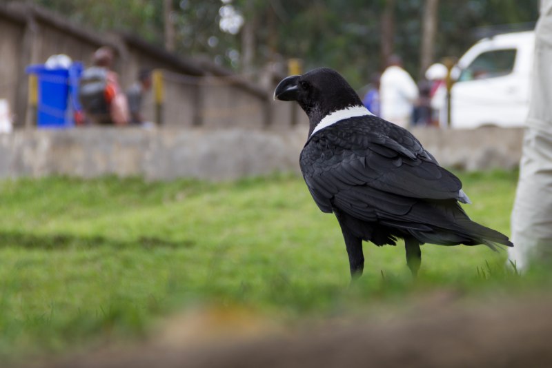 Corvus albicollis